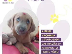 Cachorro raça SRD-ViraLata idade 2 a 6 meses nome Kiara