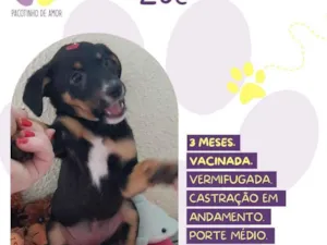 Cachorro raça SRD-ViraLata idade 2 a 6 meses nome Zoe