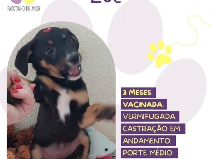 Cachorro ra a SRD-ViraLata idade 2 a 6 meses nome Zoe