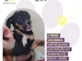Zoe