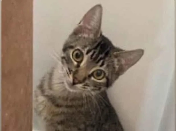 Gato ra a Srd idade 2 a 6 meses nome Tiger