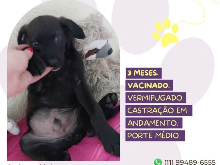 Cachorro ra a SRD-ViraLata idade 2 a 6 meses nome Zeus