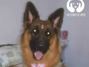 Cachorro raça Pastor alemão  idade 4 anos nome Nathasha