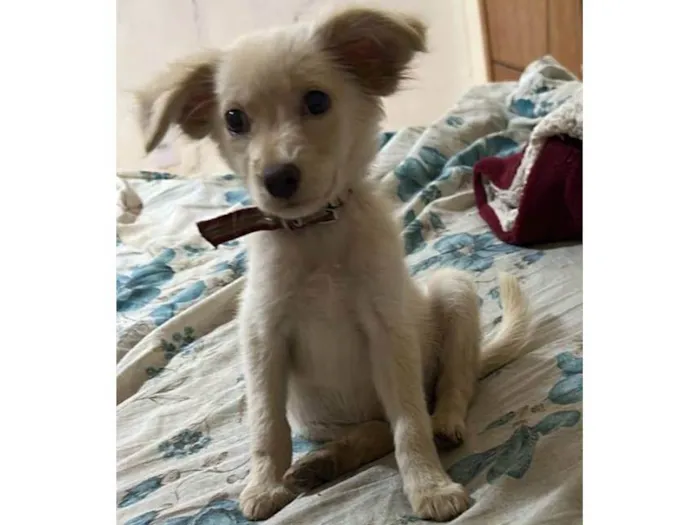 Cachorro ra a SRD-ViraLata idade 2 a 6 meses nome Esperança 