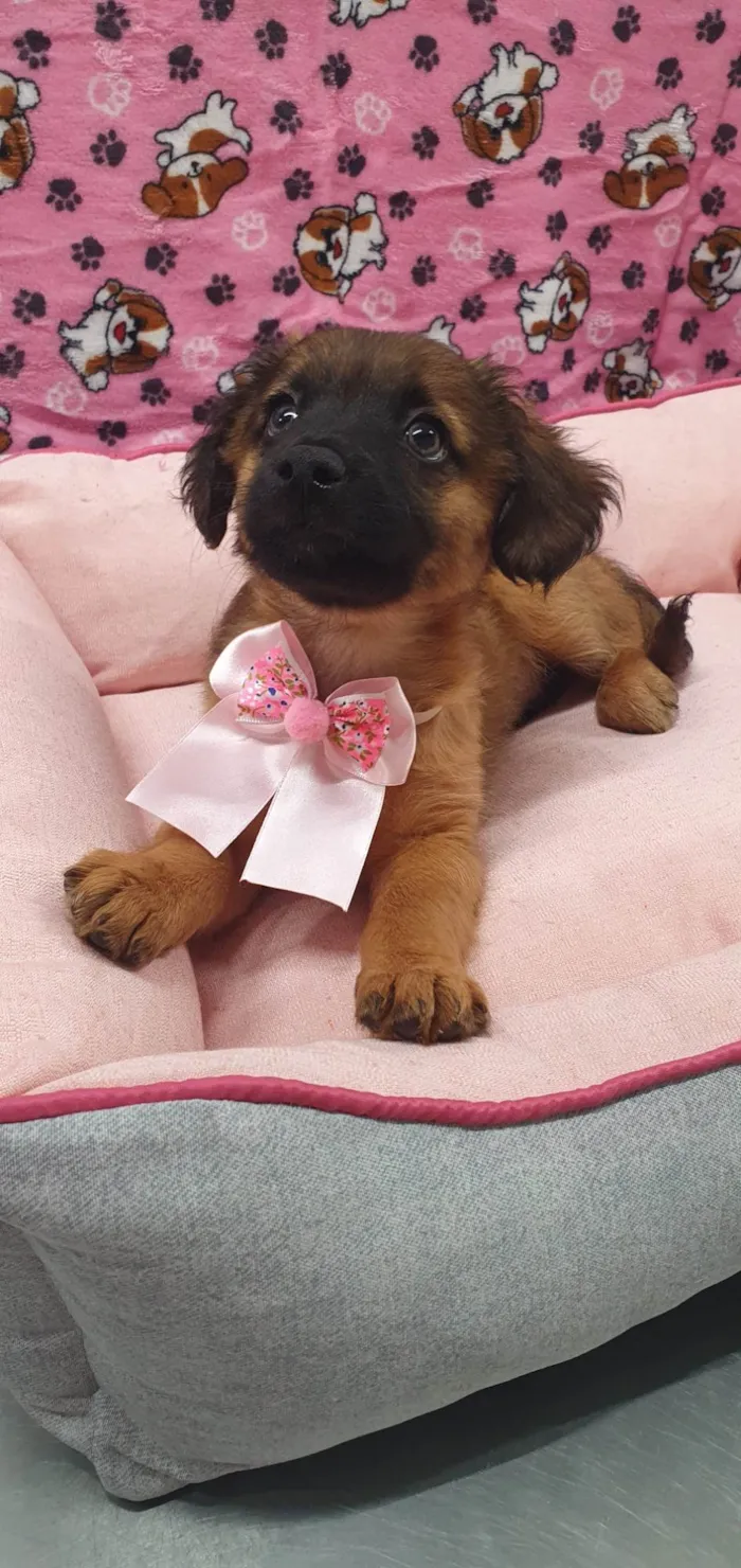 Cachorro ra a SRD-ViraLata idade 2 a 6 meses nome TESS