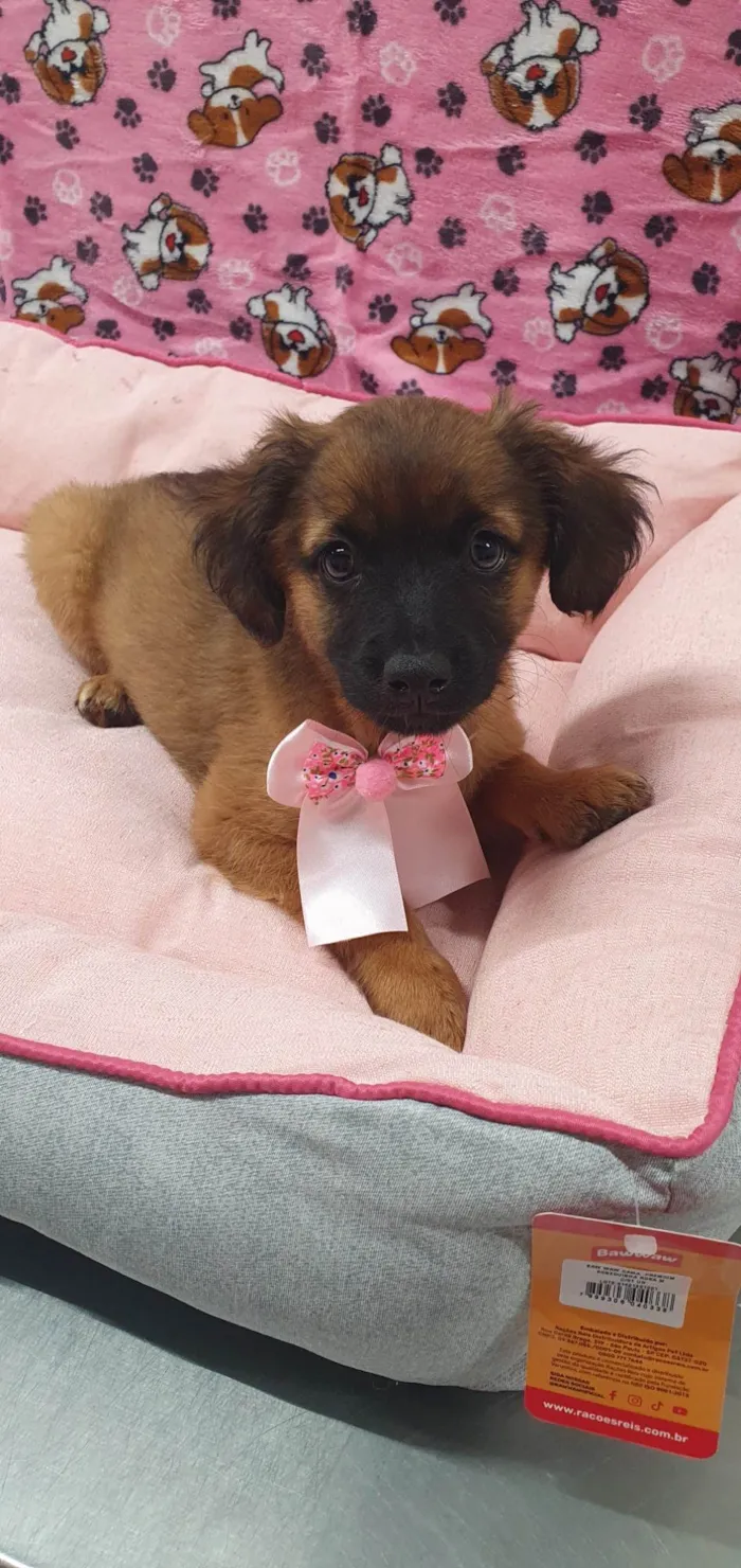 Cachorro ra a SRD-ViraLata idade 2 a 6 meses nome TESS