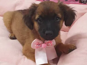 Cachorro raça SRD-ViraLata idade 2 a 6 meses nome TESS