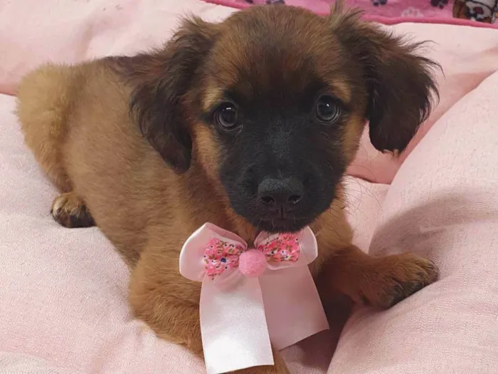 Cachorro ra a SRD-ViraLata idade 2 a 6 meses nome TESS