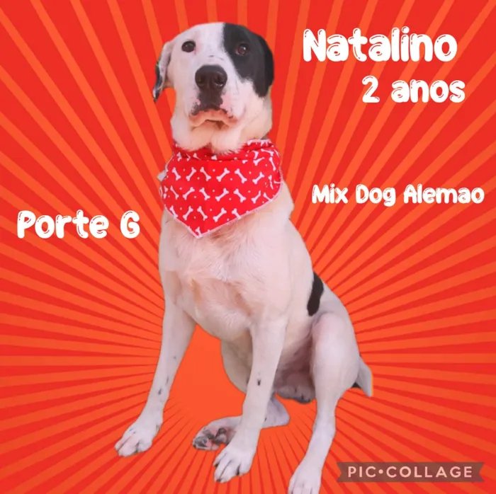 Cachorro ra a Mix Dogue Alemão  idade 2 anos nome Natalino