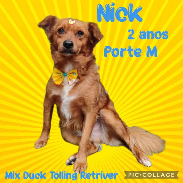 Cachorro ra a Mix Duck Tolling Retriver idade 2 anos nome Nick
