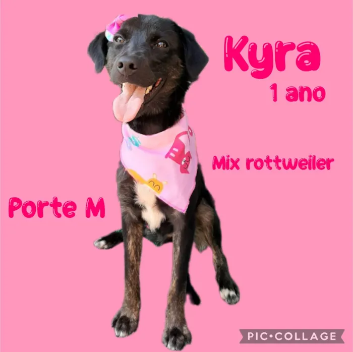 Cachorro ra a Mix Rottwelier idade 1 ano nome Kyra