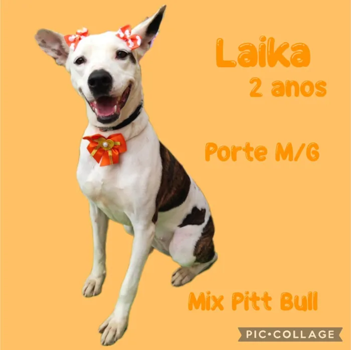 Cachorro ra a  idade 2 anos nome Laika