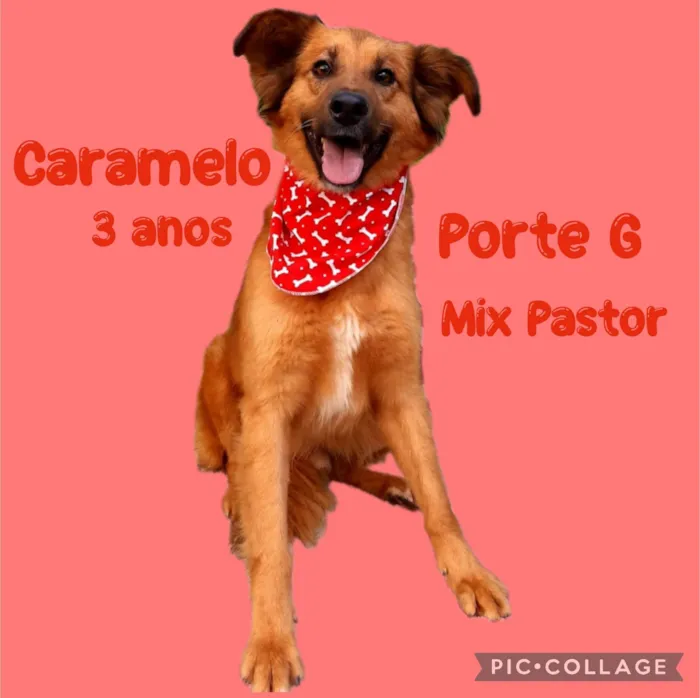 Cachorro ra a Mix pastor alemão  idade 3 anos nome Caramelo