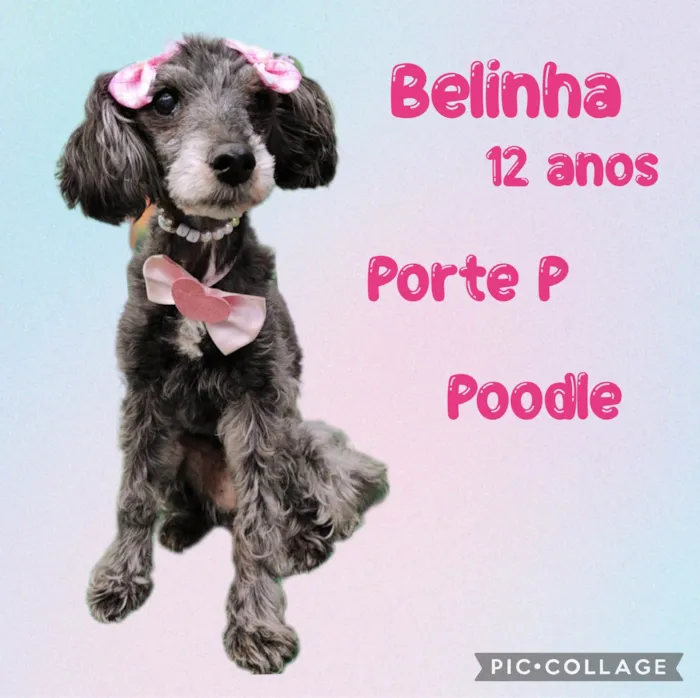 Cachorro ra a  idade 6 ou mais anos nome Belinha