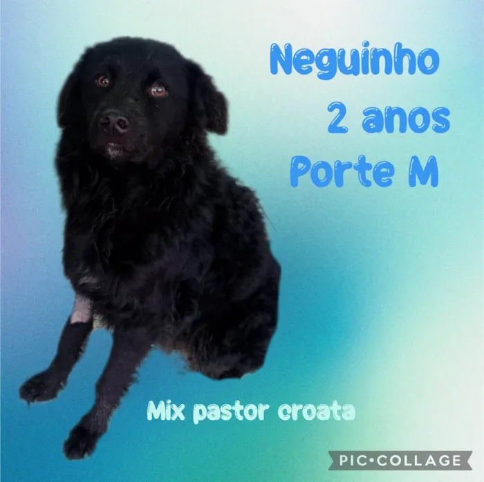 Cachorro ra a Mix pastor croata idade 2 anos nome Neguinho