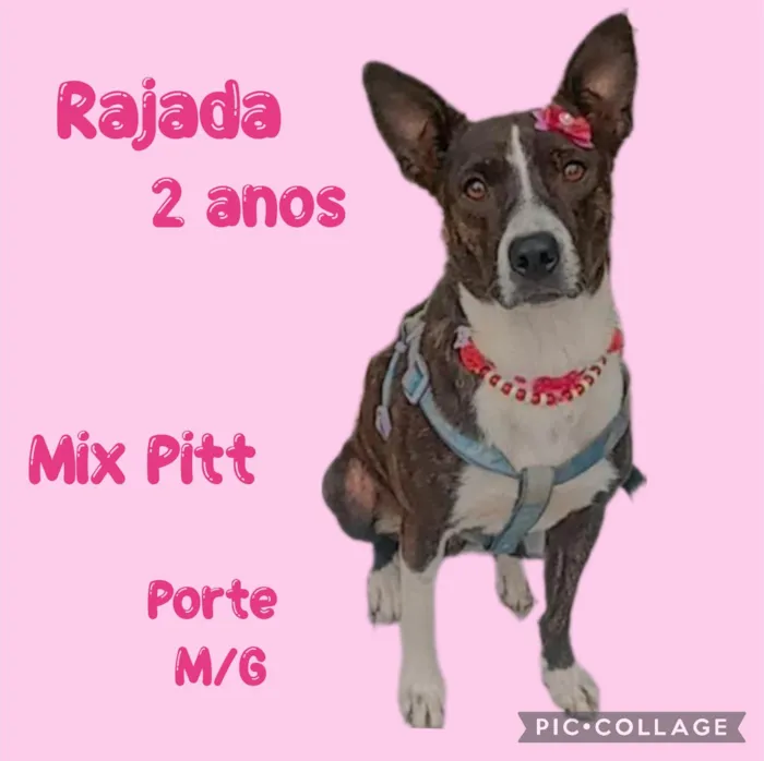 Cachorro ra a Mix Pitt Bull idade 2 anos nome Rajada 