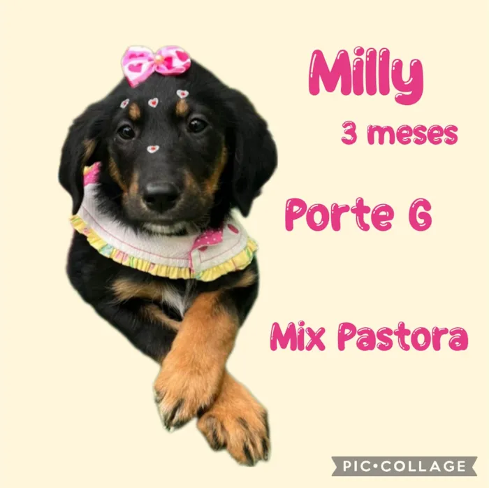 Cachorro ra a Mix pastor alemão  idade 2 a 6 meses nome Milly