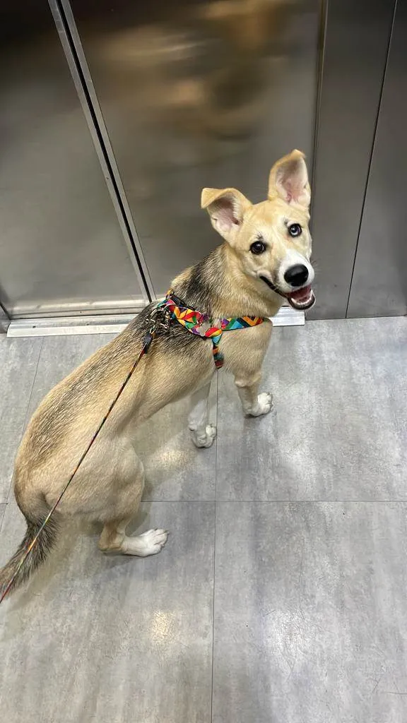 Cachorro ra a Husky Siberiano idade 2 a 6 meses nome Kiara 