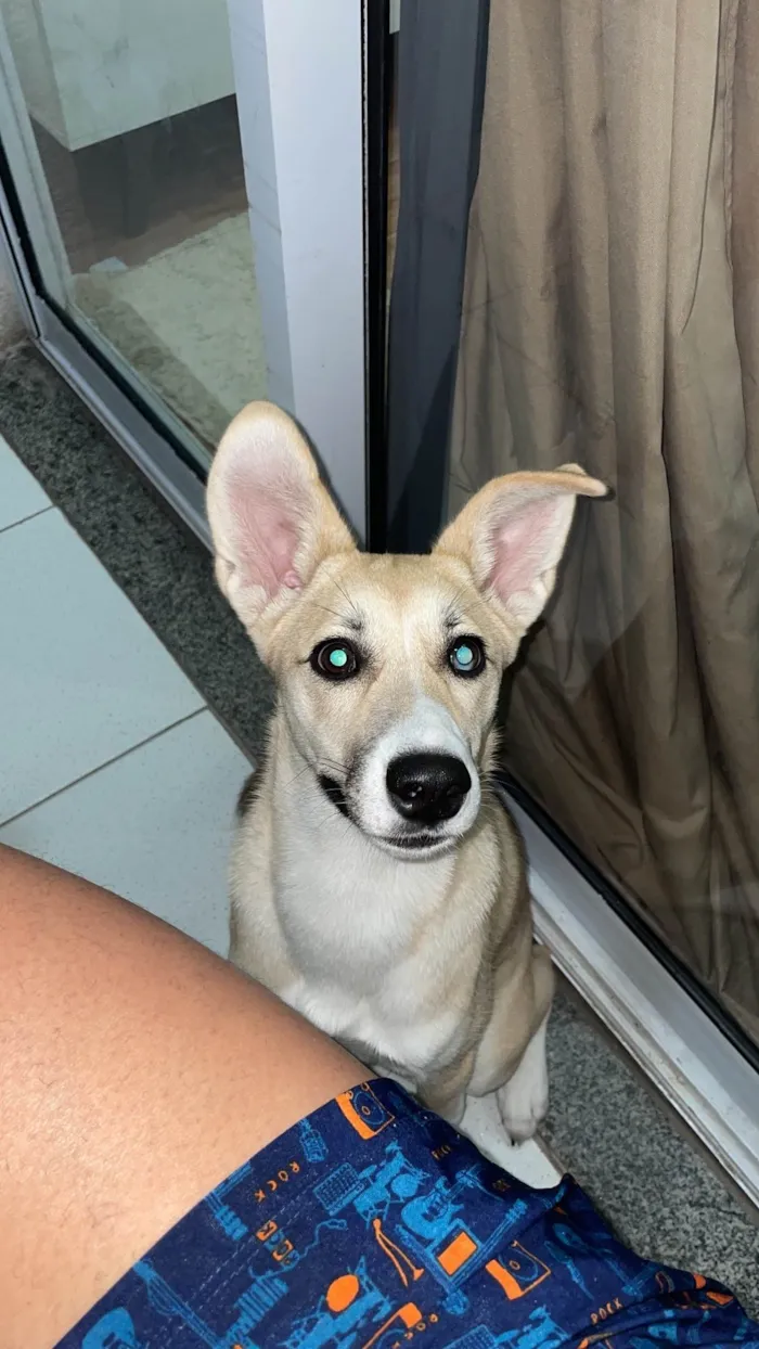 Cachorro ra a Husky Siberiano idade 2 a 6 meses nome Kiara 