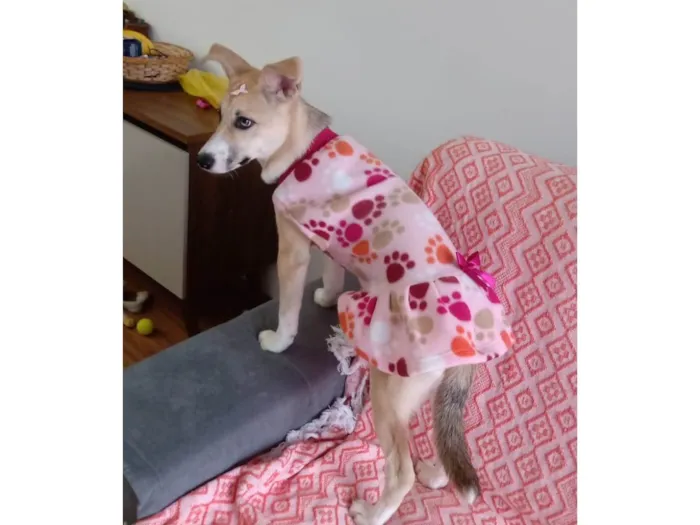 Cachorro ra a Husky Siberiano idade 2 a 6 meses nome Kiara 