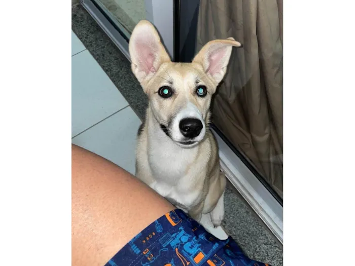 Cachorro ra a Husky Siberiano idade 2 a 6 meses nome Kiara 