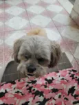 ROGÊ