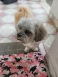 ROGÊ