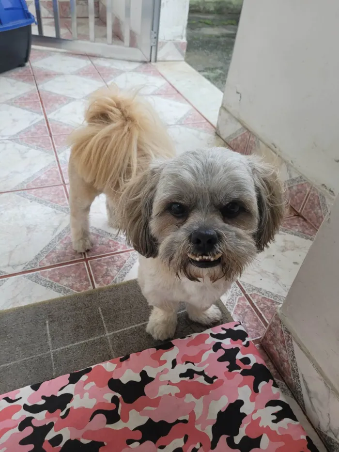 Gato ra a Chitsu idade 2 anos nome ROGÊ