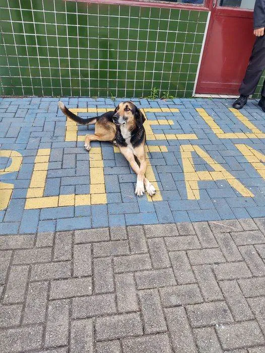 Cachorro ra a SRD-ViraLata idade 3 anos nome Thor