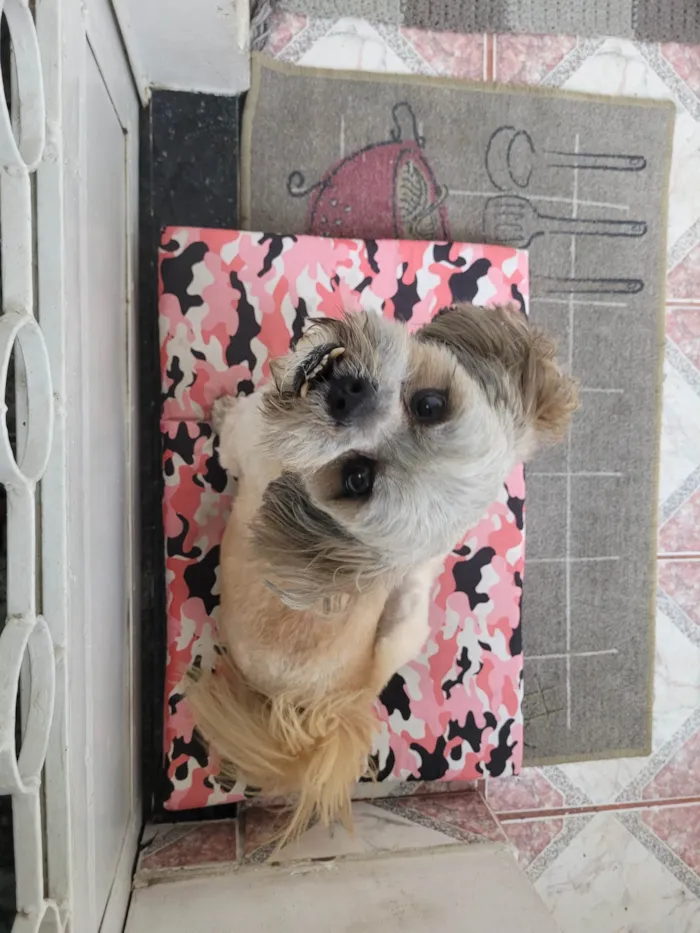 Gato ra a Chitsu idade 2 anos nome ROGÊ