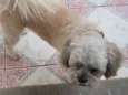 ROGÊ