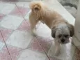ROGÊ