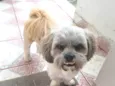 ROGÊ
