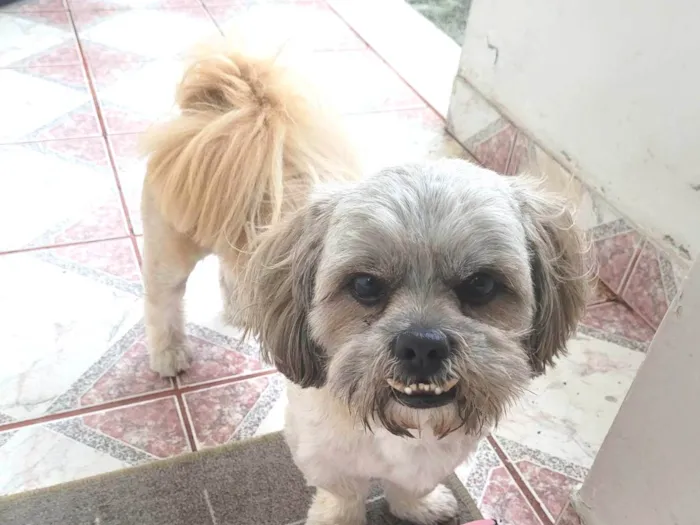 Gato ra a Chitsu idade 2 anos nome ROGÊ