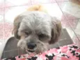 ROGÊ