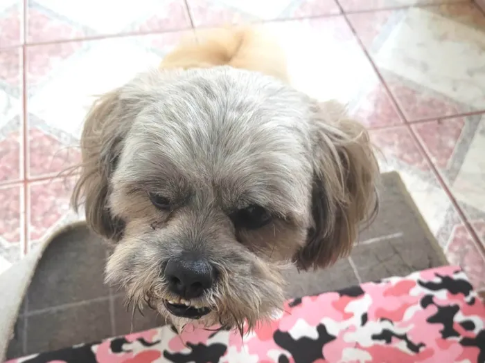 Gato ra a Chitsu idade 2 anos nome ROGÊ