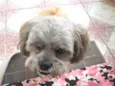 ROGÊ