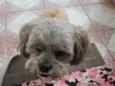 ROGÊ