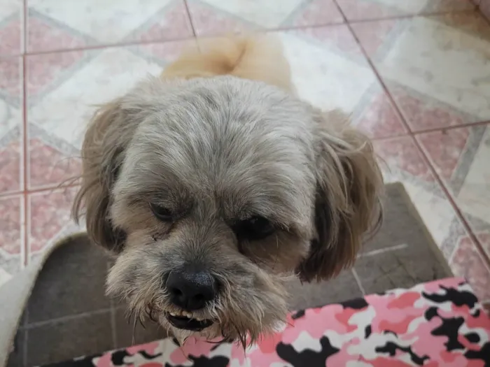 Gato ra a Chitsu idade 2 anos nome ROGÊ