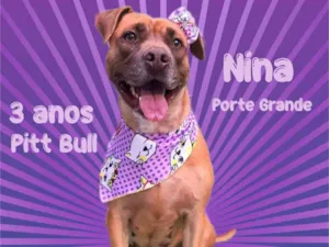 Cachorro raça Mix Pitt Bull idade 3 anos nome Nina