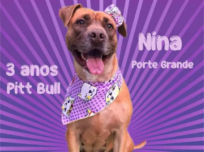 Cachorro ra a Mix Pitt Bull idade 3 anos nome Nina