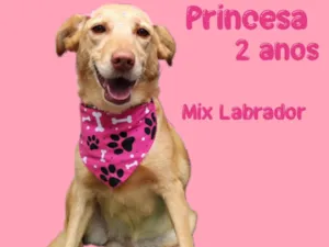 Cachorro raça Mix Labrador idade 2 anos nome Princesa