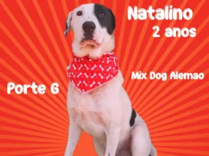 Cachorro raça Mix Dogue Alemão  idade 2 anos nome Natalino