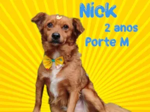 Cachorro raça Mix Duck Tolling Retriver idade 2 anos nome Nick