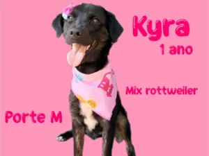 Cachorro raça Mix Rottwelier idade 1 ano nome Kyra