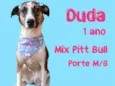 Duda