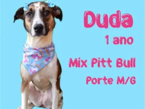 Cachorro raça  idade 2 anos nome Duda