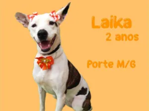 Cachorro raça  idade 2 anos nome Laika