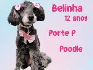 Cachorro raça  idade 6 ou mais anos nome Belinha
