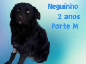 Cachorro raça Mix pastor croata idade 2 anos nome Neguinho